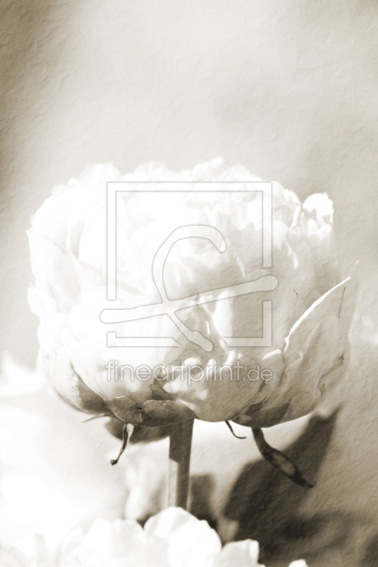 frei wählbarer Bildausschnitt für Ihr Bild auf Türfolie