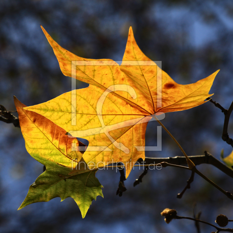 frei wählbarer Bildausschnitt für Ihr Bild auf Türfolie
