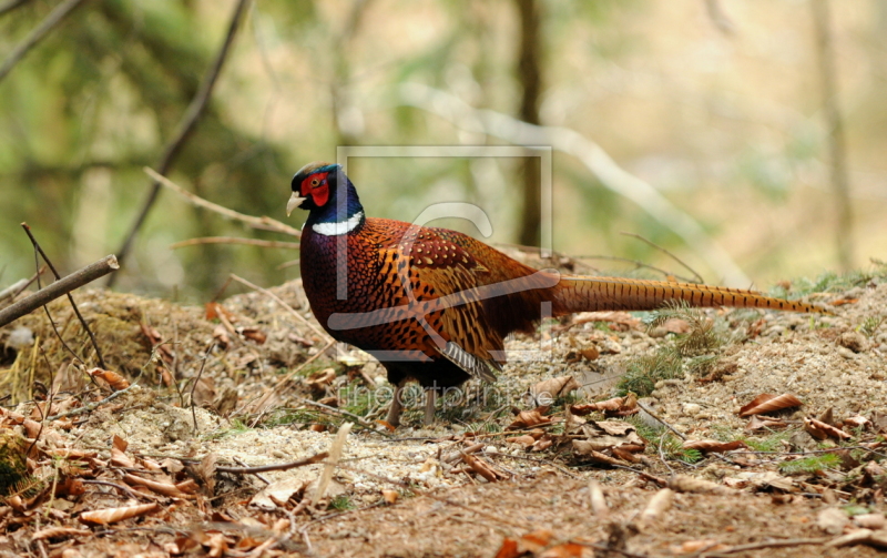 frei wählbarer Bildausschnitt für Ihr Bild auf Türfolie