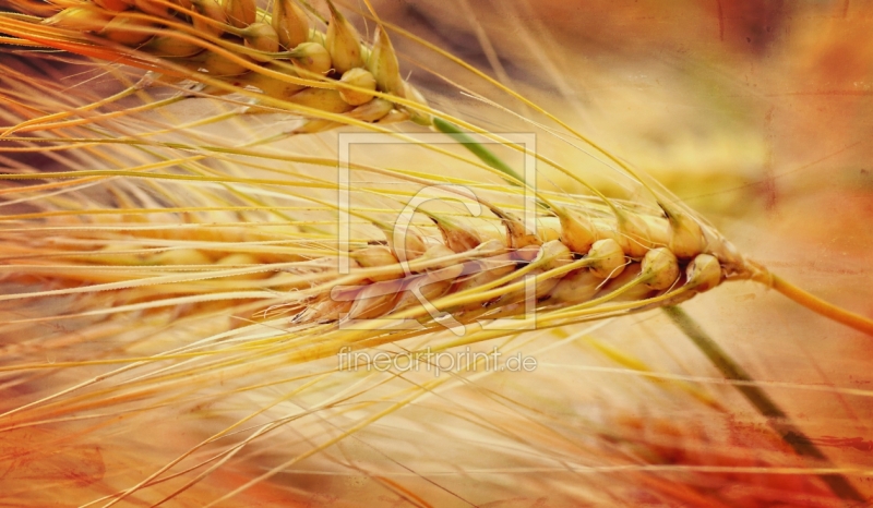 frei wählbarer Bildausschnitt für Ihr Bild auf Türfolie