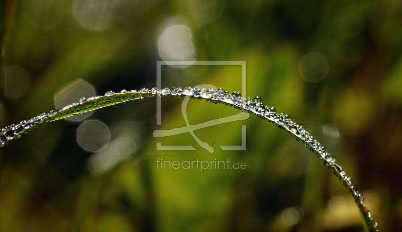 frei wählbarer Bildausschnitt für Ihr Bild auf Türfolie