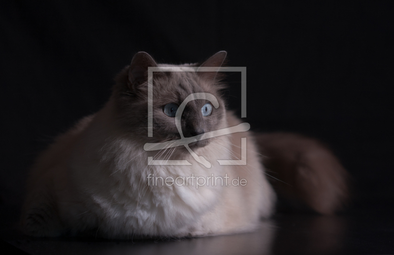 frei wählbarer Bildausschnitt für Ihr Bild auf Türfolie