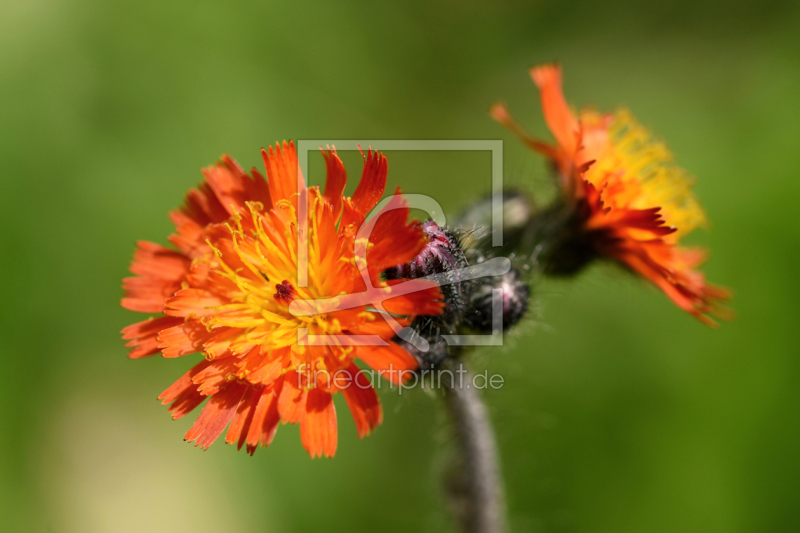 frei wählbarer Bildausschnitt für Ihr Bild auf Türfolie