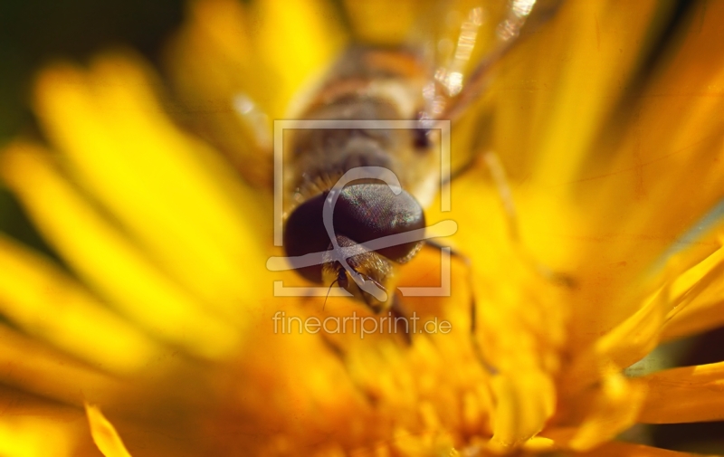 frei wählbarer Bildausschnitt für Ihr Bild auf Türfolie