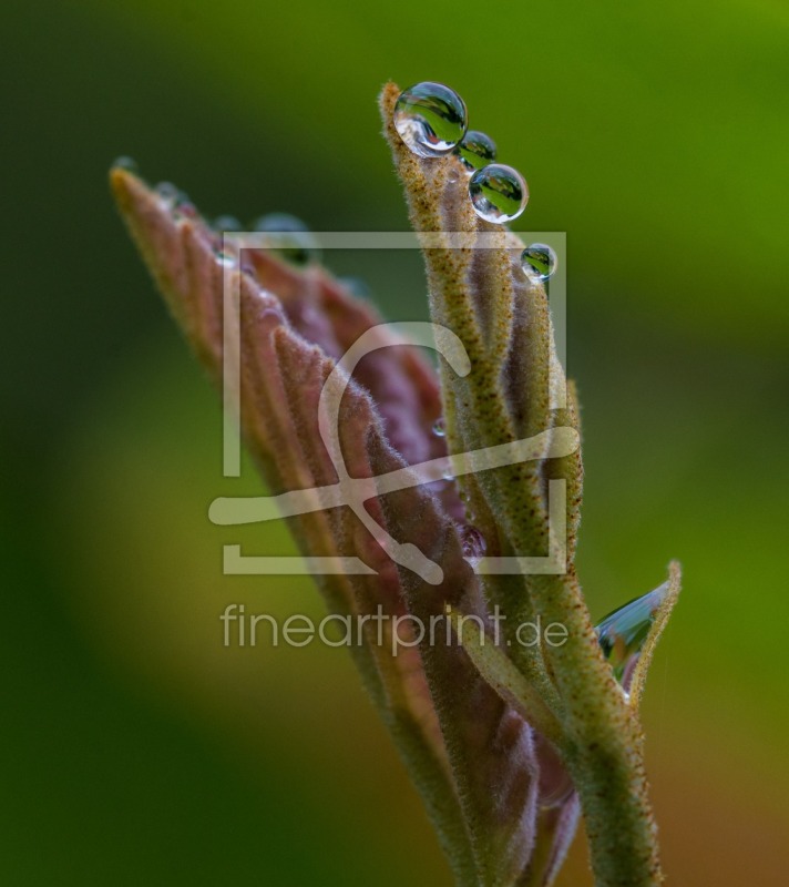 frei wählbarer Bildausschnitt für Ihr Bild auf Türfolie