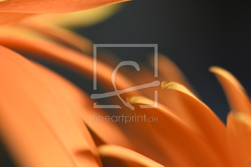 frei wählbarer Bildausschnitt für Ihr Bild auf Türfolie