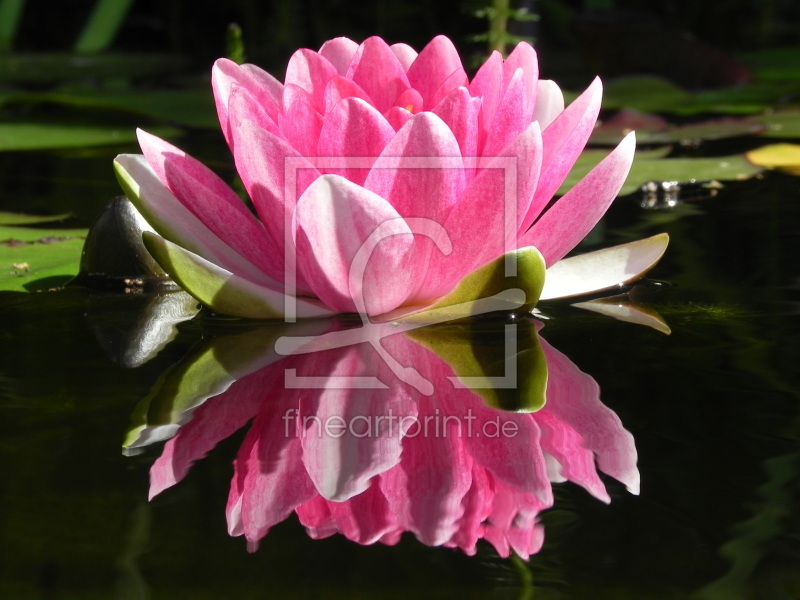 frei wählbarer Bildausschnitt für Ihr Bild auf Türfolie