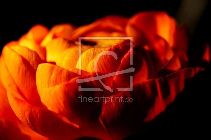 frei wählbarer Bildausschnitt für Ihr Bild auf Türfolie