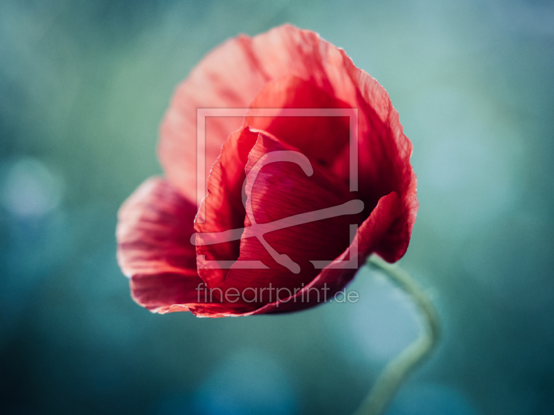 frei wählbarer Bildausschnitt für Ihr Bild auf Türfolie