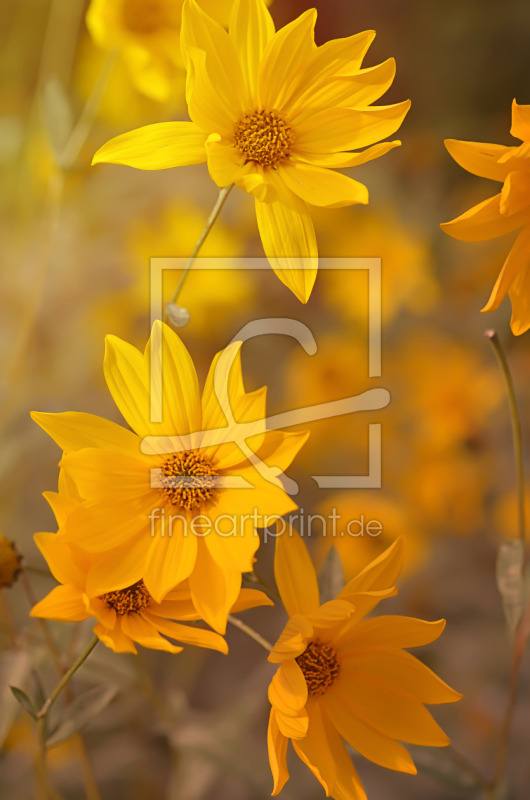 frei wählbarer Bildausschnitt für Ihr Bild auf Türfolie