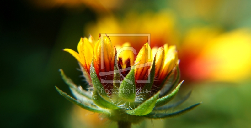 frei wählbarer Bildausschnitt für Ihr Bild auf Türfolie