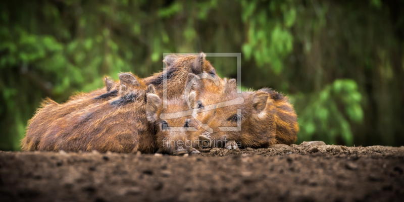 frei wählbarer Bildausschnitt für Ihr Bild auf Türfolie