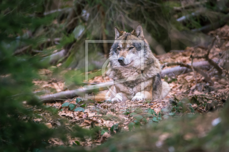frei wählbarer Bildausschnitt für Ihr Bild auf Türfolie