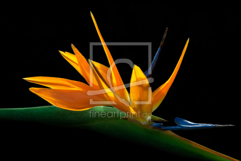 frei wählbarer Bildausschnitt für Ihr Bild auf Türfolie