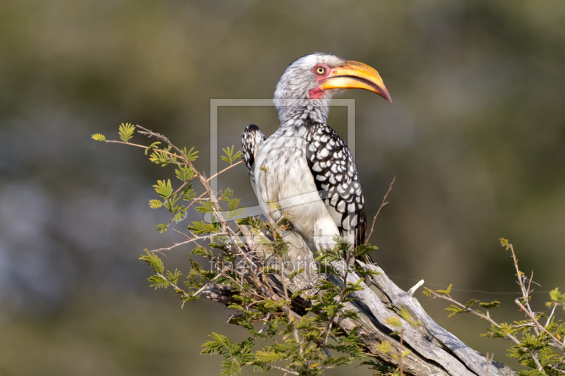 frei wählbarer Bildausschnitt für Ihr Bild auf Türfolie