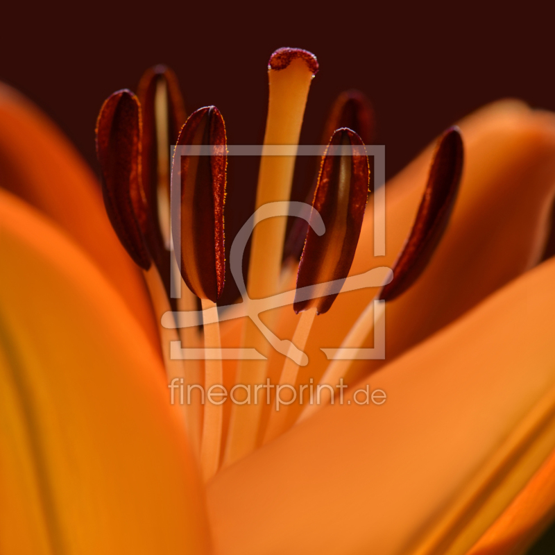 frei wählbarer Bildausschnitt für Ihr Bild auf Türfolie