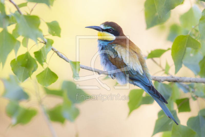 frei wählbarer Bildausschnitt für Ihr Bild auf Türfolie