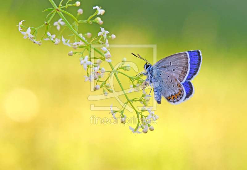 frei wählbarer Bildausschnitt für Ihr Bild auf Türfolie