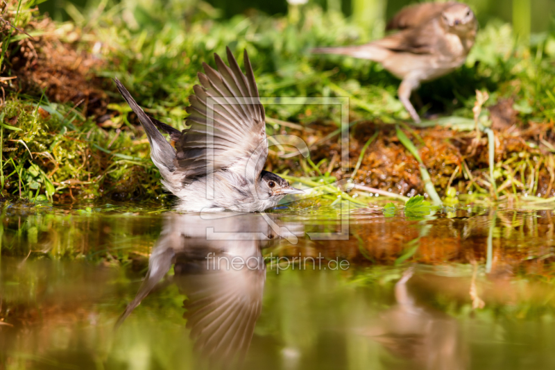 frei wählbarer Bildausschnitt für Ihr Bild auf Türfolie
