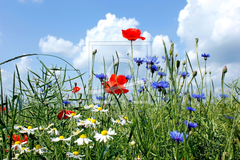 frei wählbarer Bildausschnitt für Ihr Bild auf Türfolie