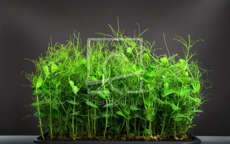 frei wählbarer Bildausschnitt für Ihr Bild auf Türfolie