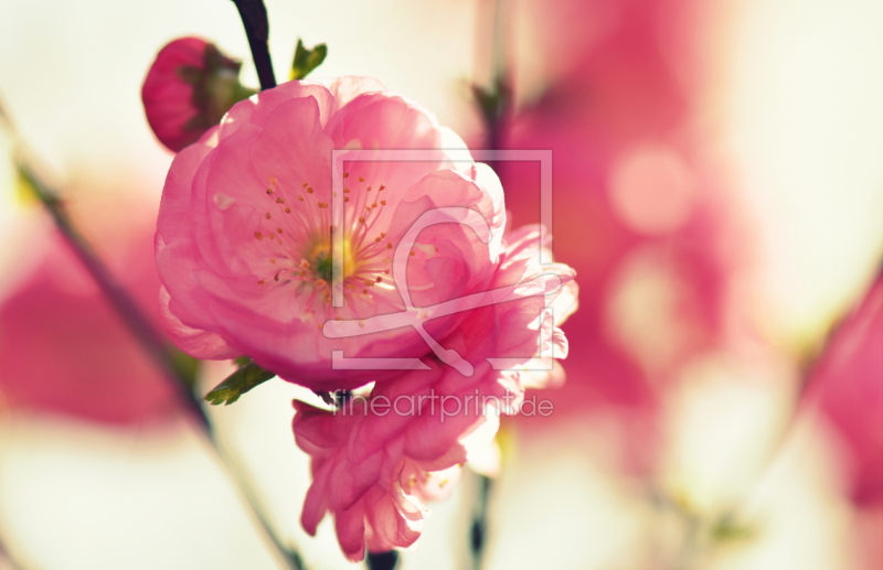 frei wählbarer Bildausschnitt für Ihr Bild auf Türfolie