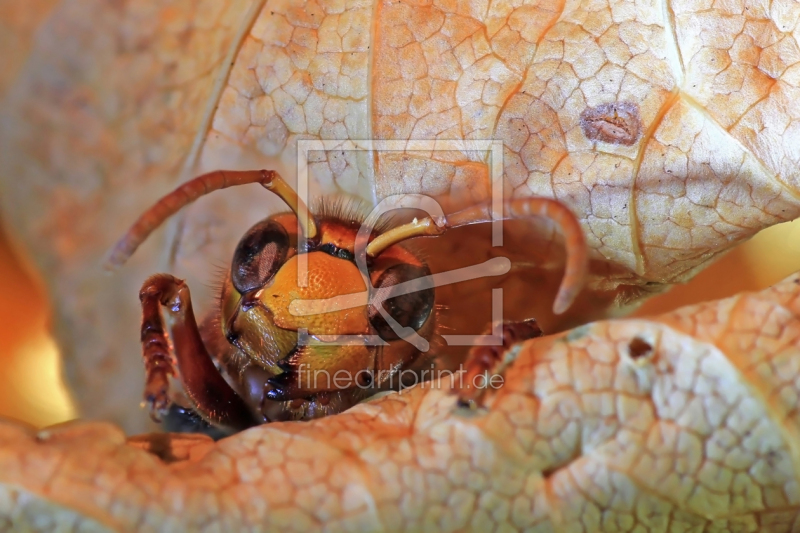 frei wählbarer Bildausschnitt für Ihr Bild auf Türfolie