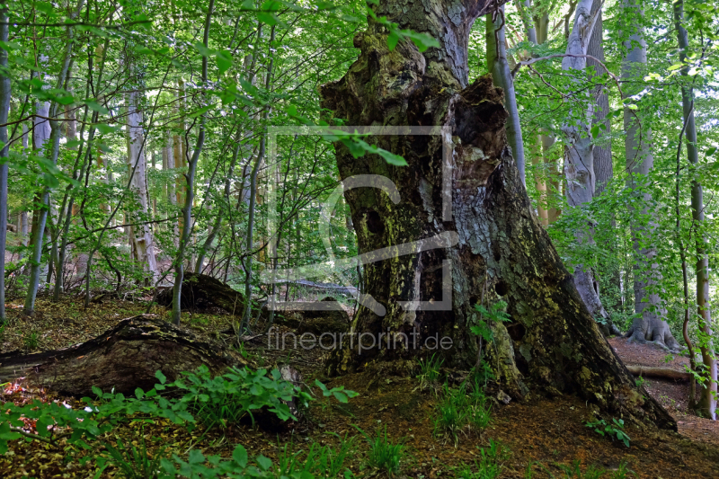 frei wählbarer Bildausschnitt für Ihr Bild auf Türfolie