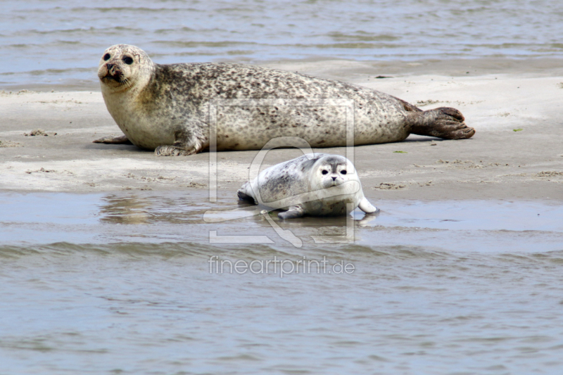 frei wählbarer Bildausschnitt für Ihr Bild auf Türfolie