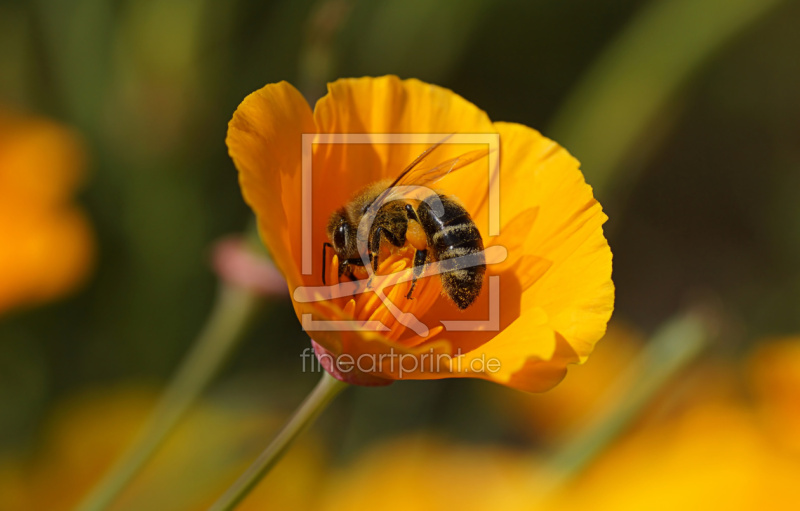 frei wählbarer Bildausschnitt für Ihr Bild auf Türfolie