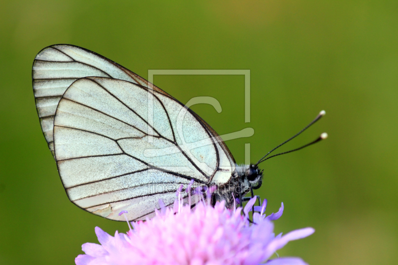 frei wählbarer Bildausschnitt für Ihr Bild auf Türfolie