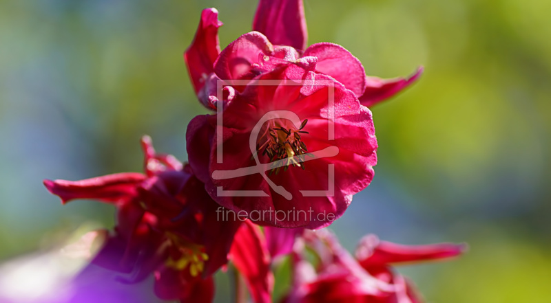 frei wählbarer Bildausschnitt für Ihr Bild auf Türfolie