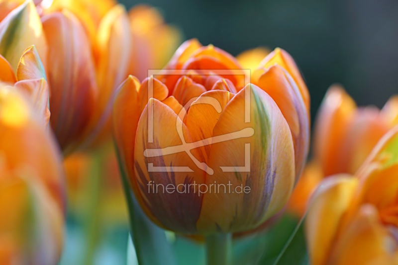 frei wählbarer Bildausschnitt für Ihr Bild auf Türfolie