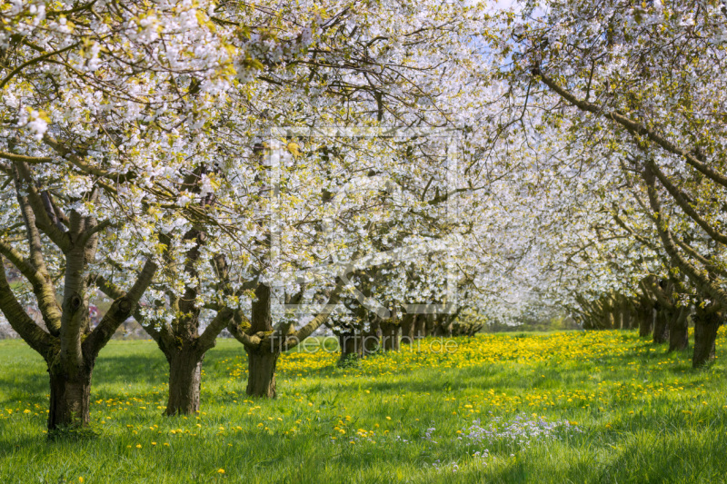 frei wählbarer Bildausschnitt für Ihr Bild auf Türfolie
