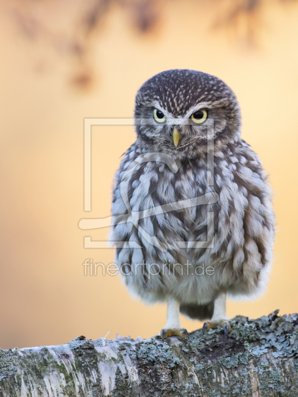 frei wählbarer Bildausschnitt für Ihr Bild auf Türfolie