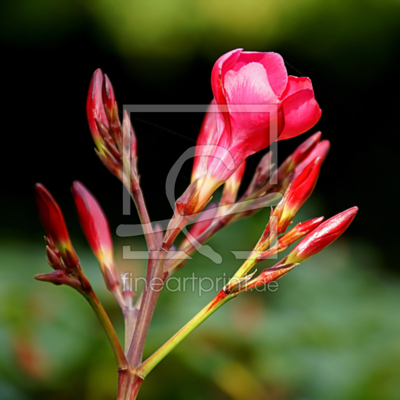 frei wählbarer Bildausschnitt für Ihr Bild auf Türfolie