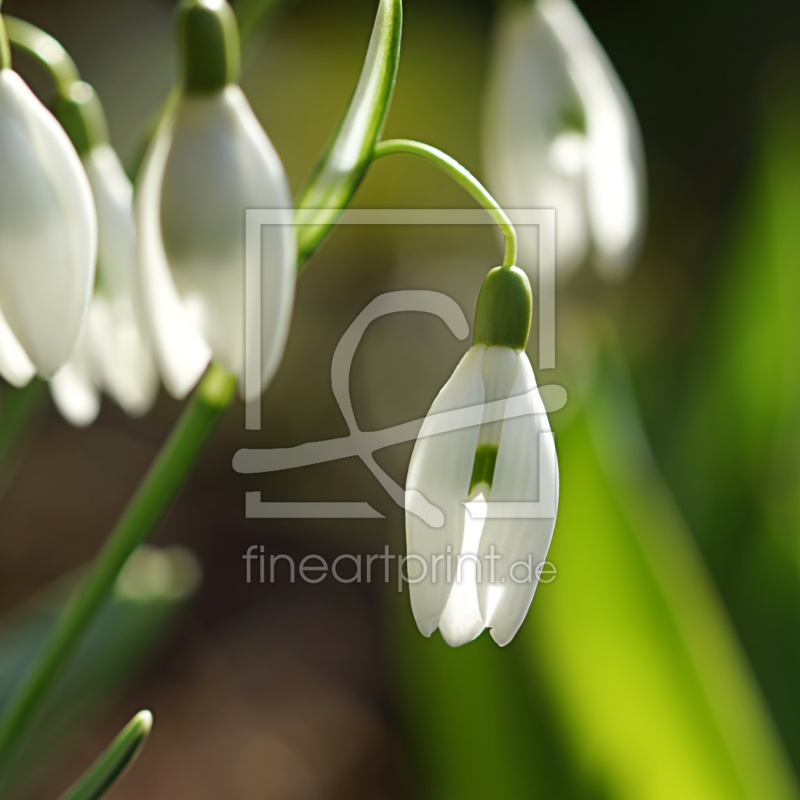 frei wählbarer Bildausschnitt für Ihr Bild auf Türfolie