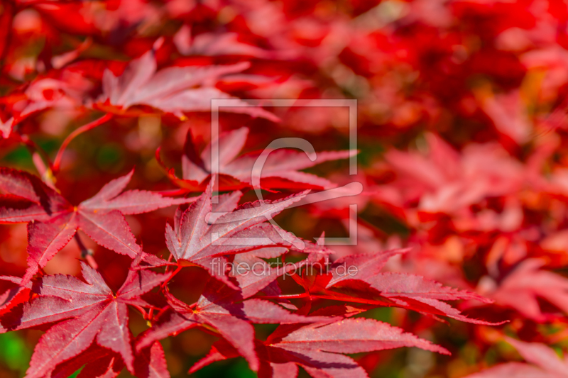 frei wählbarer Bildausschnitt für Ihr Bild auf Türfolie