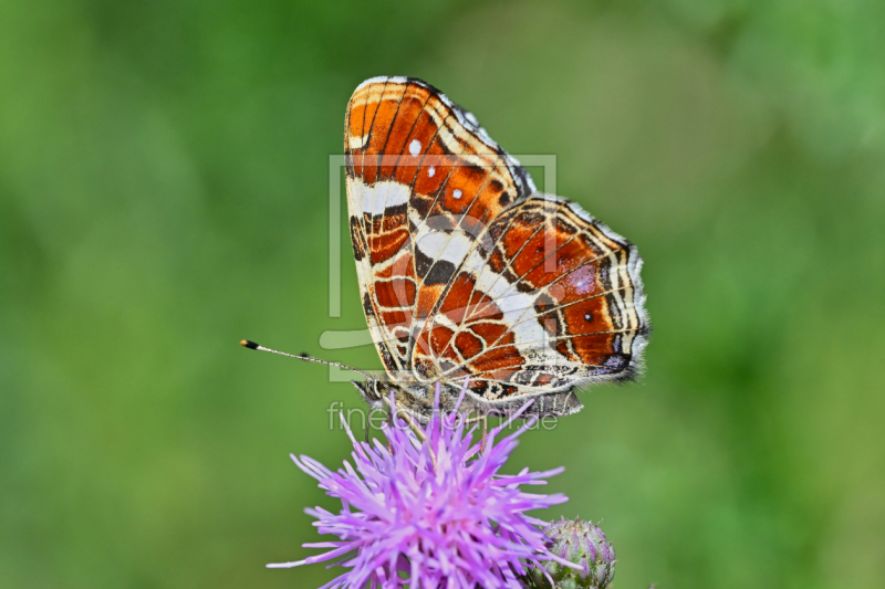 frei wählbarer Bildausschnitt für Ihr Bild auf Türfolie