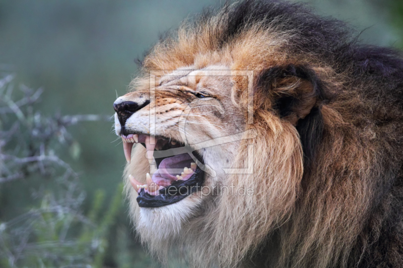 frei wählbarer Bildausschnitt für Ihr Bild auf Türfolie