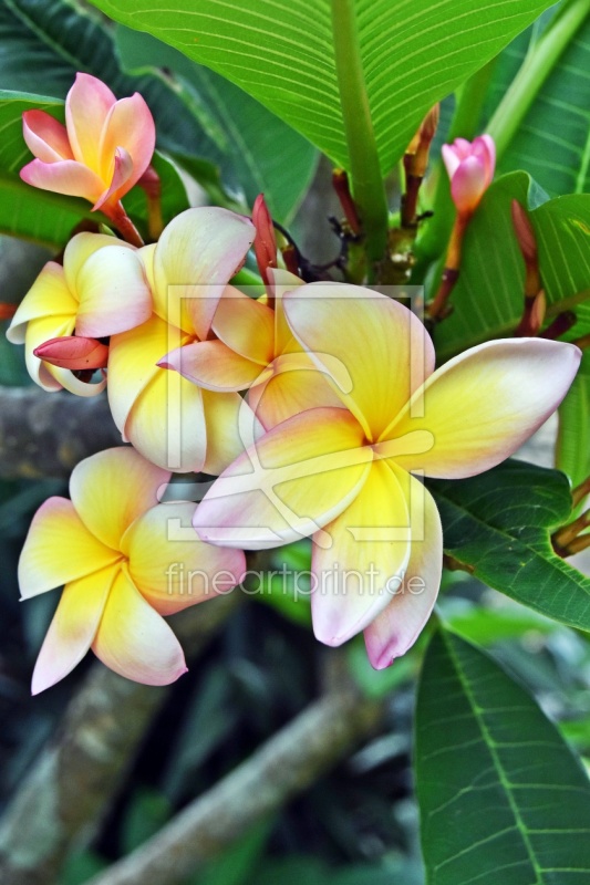 frei wählbarer Bildausschnitt für Ihr Bild auf Türfolie