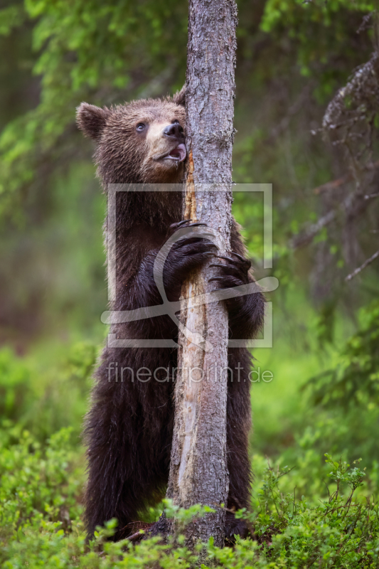 frei wählbarer Bildausschnitt für Ihr Bild auf Türfolie
