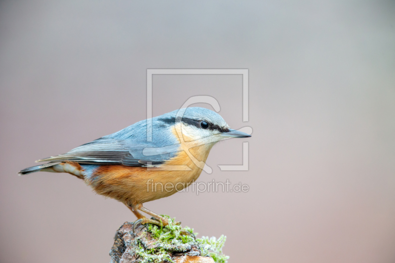 frei wählbarer Bildausschnitt für Ihr Bild auf Türfolie