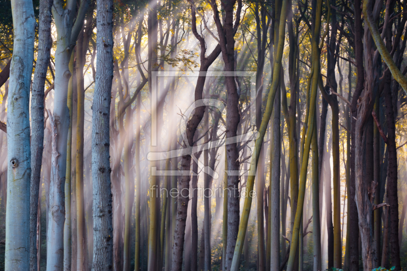 frei wählbarer Bildausschnitt für Ihr Bild auf Türfolie