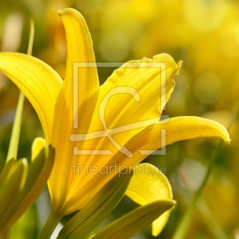 frei wählbarer Bildausschnitt für Ihr Bild auf Türfolie