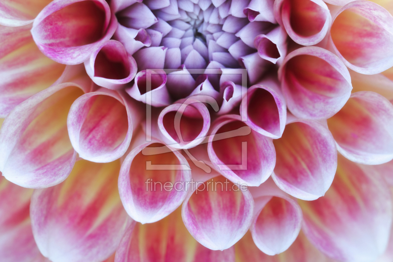 frei wählbarer Bildausschnitt für Ihr Bild auf Türfolie