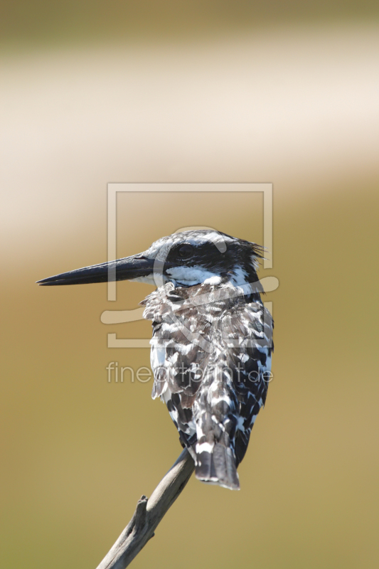 frei wählbarer Bildausschnitt für Ihr Bild auf Türfolie