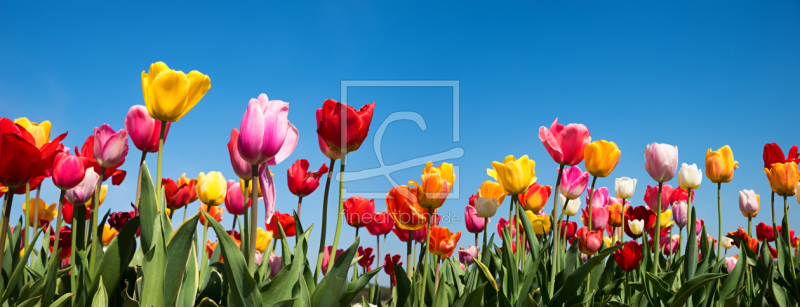 frei wählbarer Bildausschnitt für Ihr Bild auf Türfolie