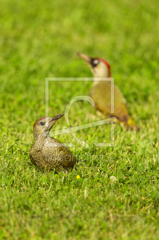 frei wählbarer Bildausschnitt für Ihr Bild auf Türfolie