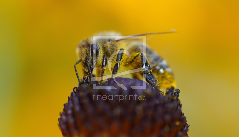 frei wählbarer Bildausschnitt für Ihr Bild auf Türfolie